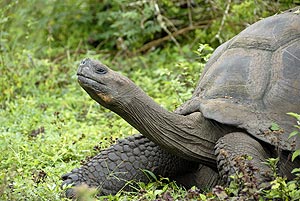 riesenschildkröte